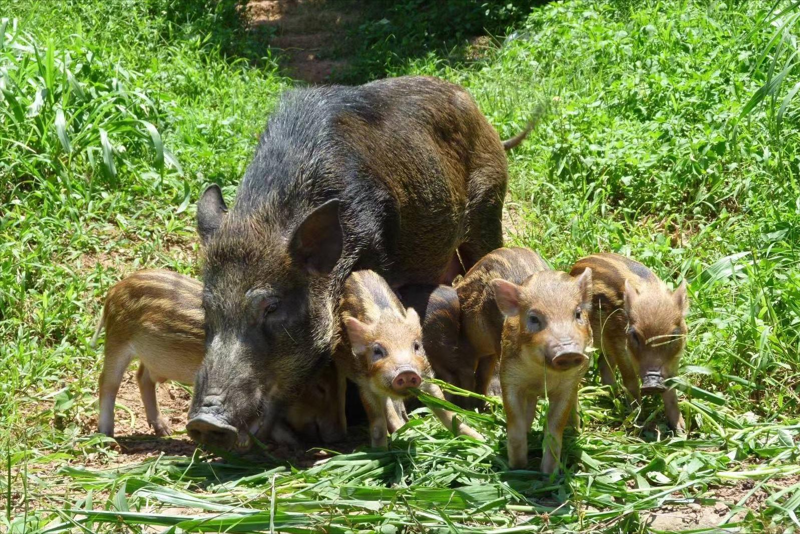 遇到野猪装死有用吗,遇到野猪需要装死吗
