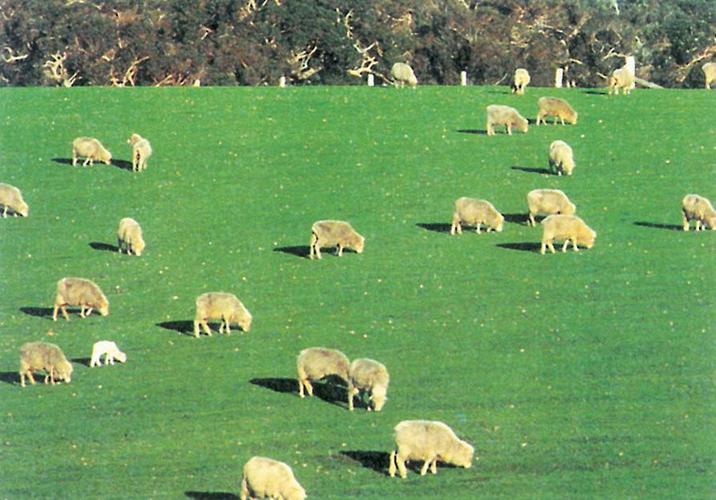 澳大利亚经济怎么发展起来的,1990年澳大利亚经济