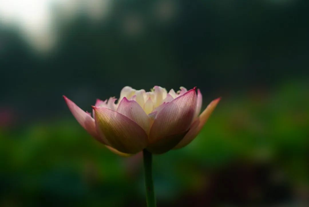 绝美的荷花品种大全图集,超好看荷花品种大型荷花