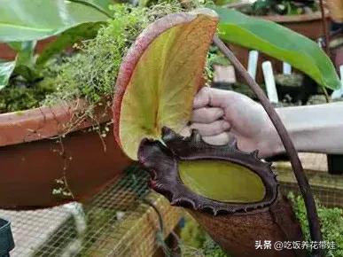 植物中的捕猎高手,植物界的捕猎大师