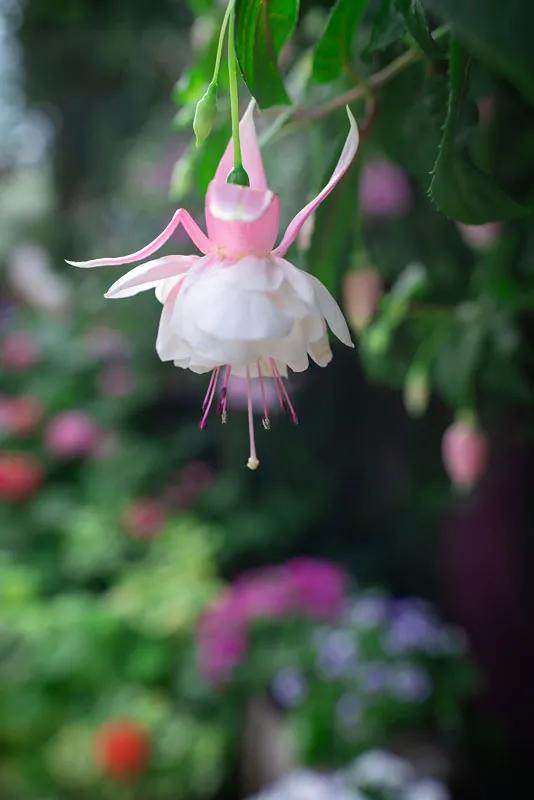 花朵壁纸横版,花朵招财壁纸