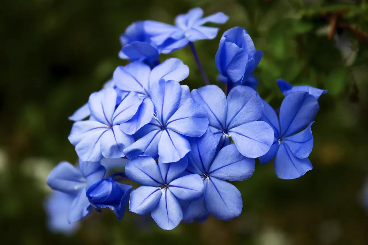 生长在衣服上的雪花,生长在热带草原的植物
