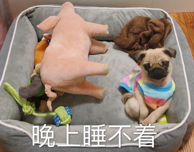 巴哥犬为什么很少人养,巴哥犬为什么看起来很忧郁