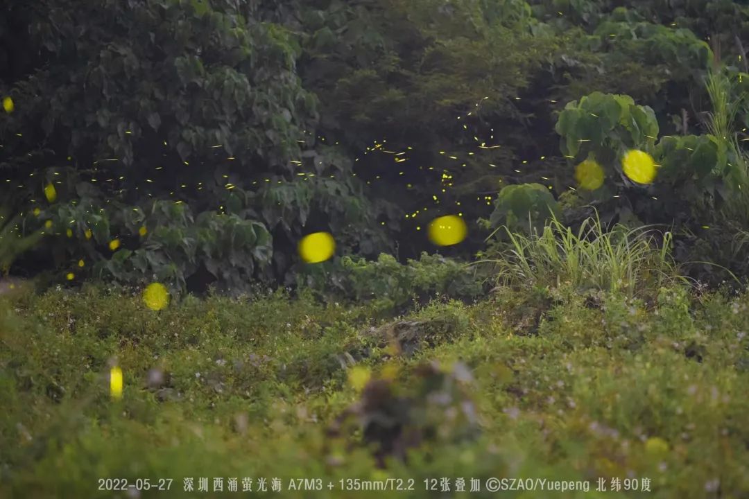 成群萤火虫美如星河！深圳这个暗夜社区要火了