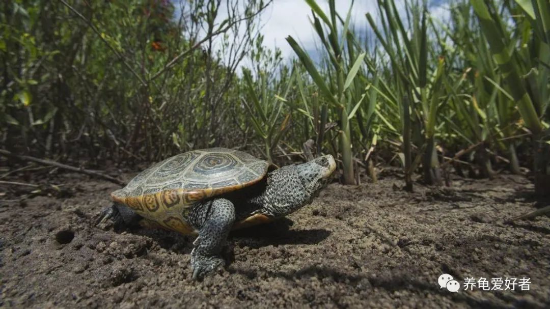 有人说巴西脸龟类已经衰败了，要沦为龟市末流？