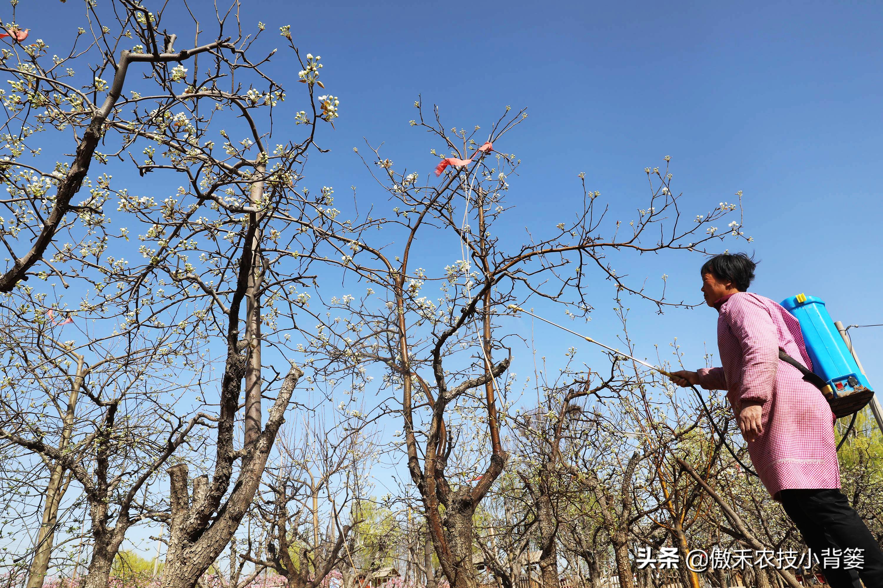 杀虫剂吡虫啉和啶虫脒有什么区别,吡虫噻嗪酮吡虫啉