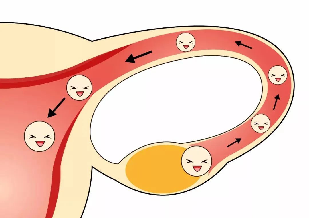 关于取卵你要知道的7件事，关系试管成功