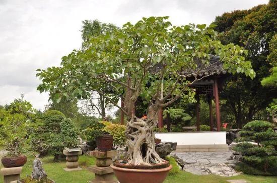 菩提树风景视频,菩提树唯美视频