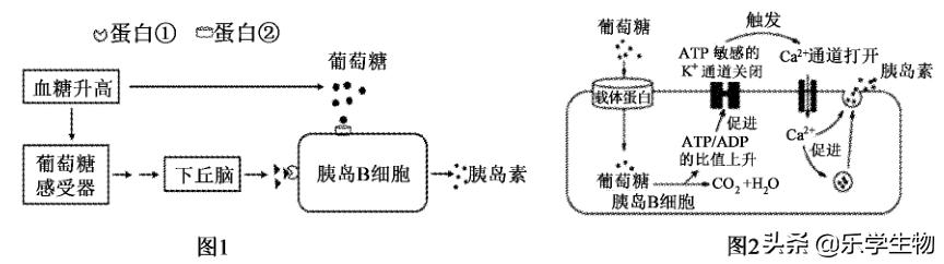 2024届高三生物模拟试题新高考,t8联考2022届第二次联考生物答案