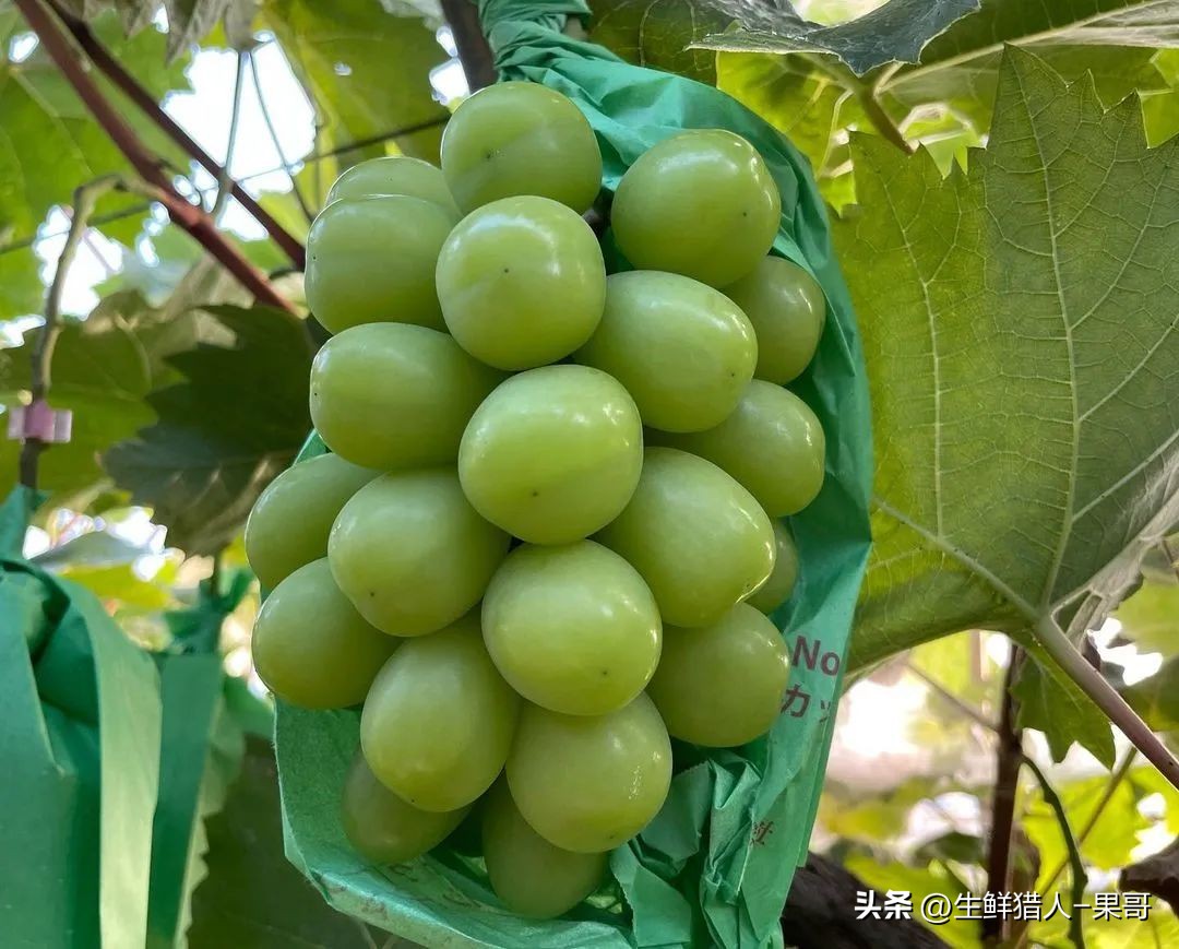 阳光玫瑰成本价多少,为什么阳光玫瑰价格大跳水