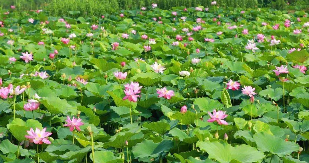 江苏常州旅游世外桃源,来常州天宁区玩的攻略