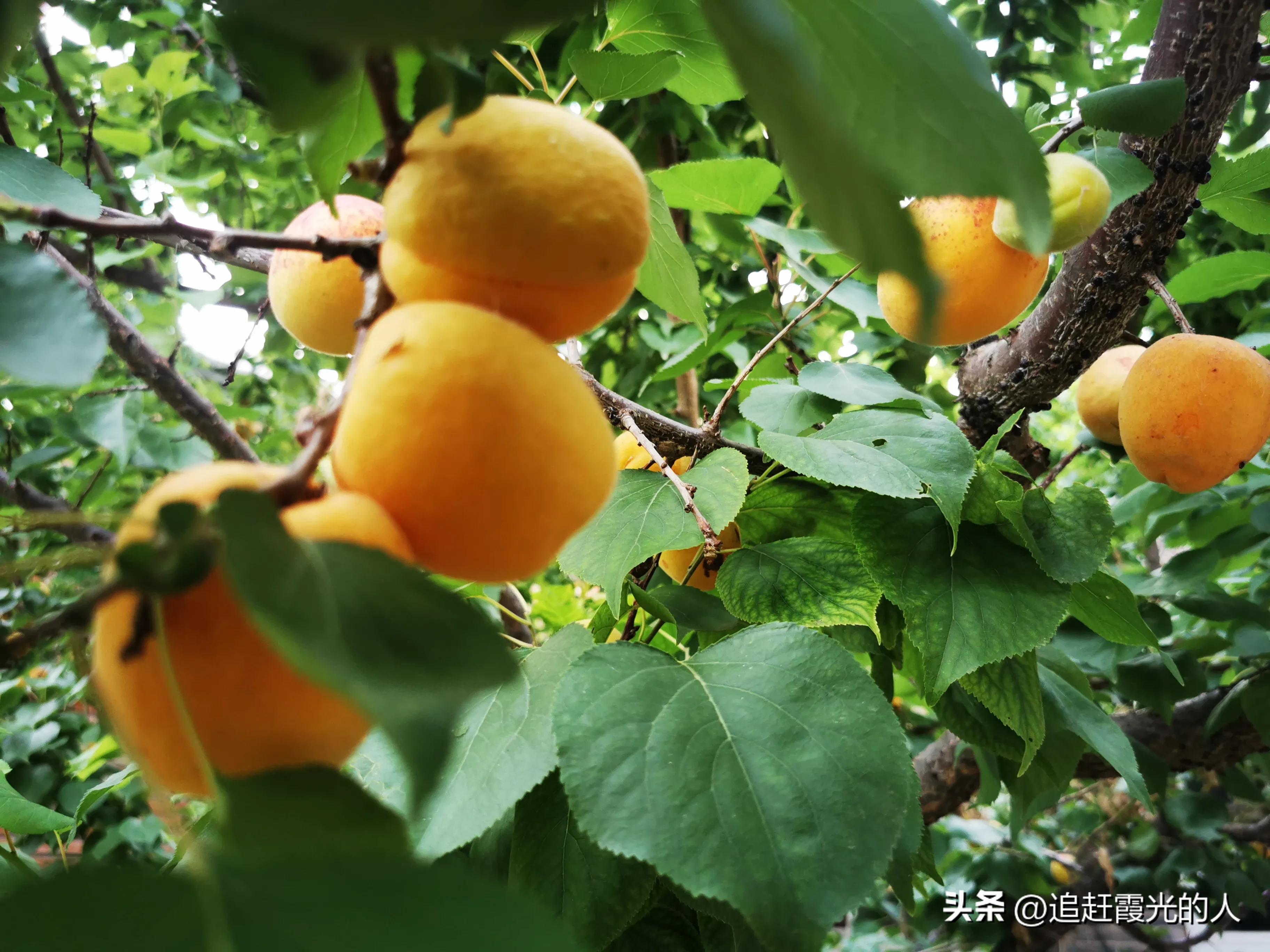 在哪里能租到北京的农家小院,北京哪里可以租农村小院
