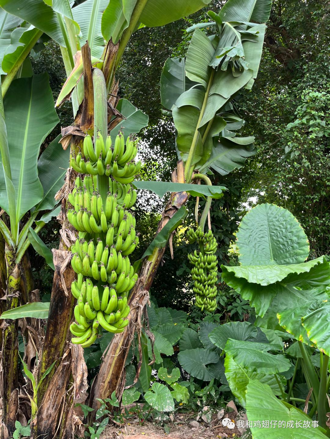 2019深圳莲花山簕杜鹃花展美不美,深圳莲花山一年一度的簕杜鹃花展