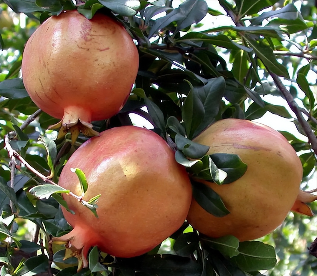 番石榴和石榴是同一种植物动物吗,请问番石榴和石榴是同一种水果吗