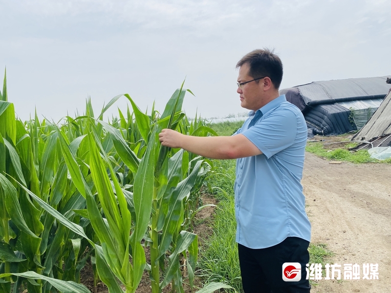 潍坊农业转型升级,潍坊田园农业发展