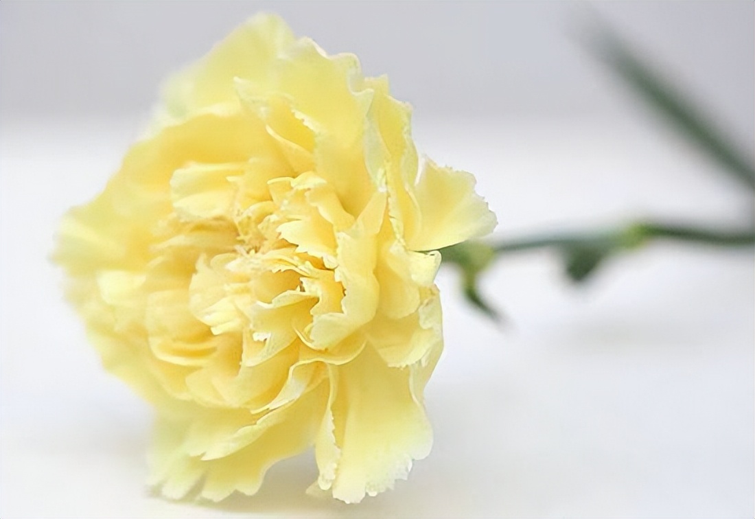 100种常见花花语及图片,各个花的花语大全及图片