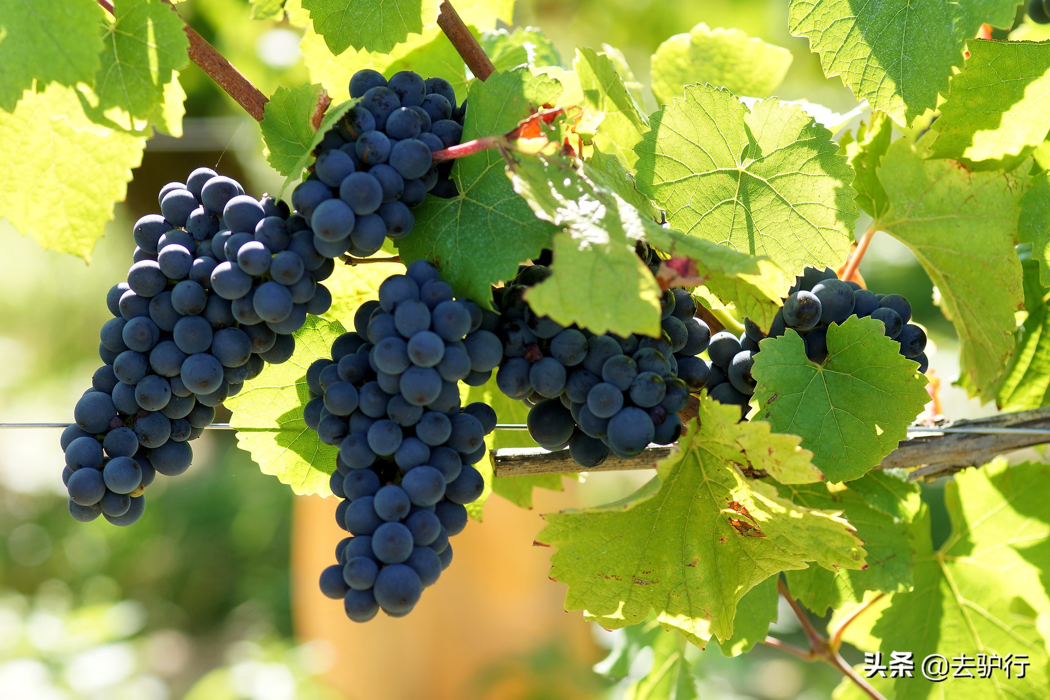 *疆新**昌吉：醒着来躺着回去，一座能被风景和美酒迷倒的地方