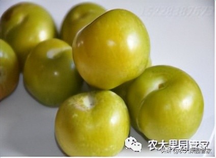 优质果树苗木品种介绍,最好的新品种苹果苗木