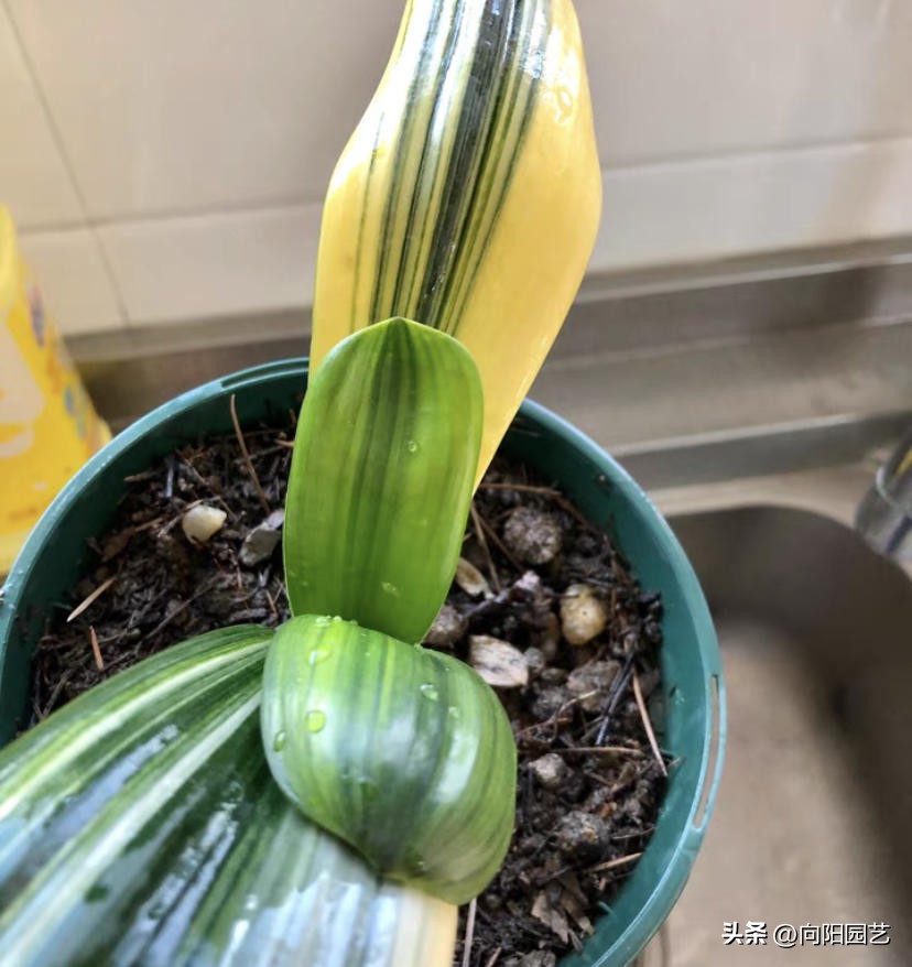 君子兰买小苗好还是大苗好,网上买的裸根君子兰种植方法步骤