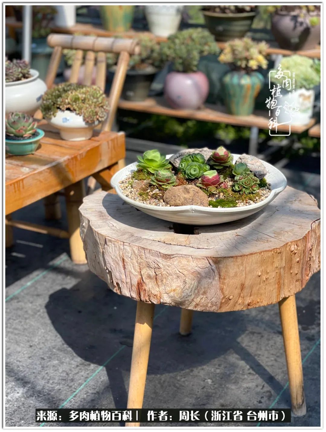多肉拼盘新手入门,多肉拼盘说说