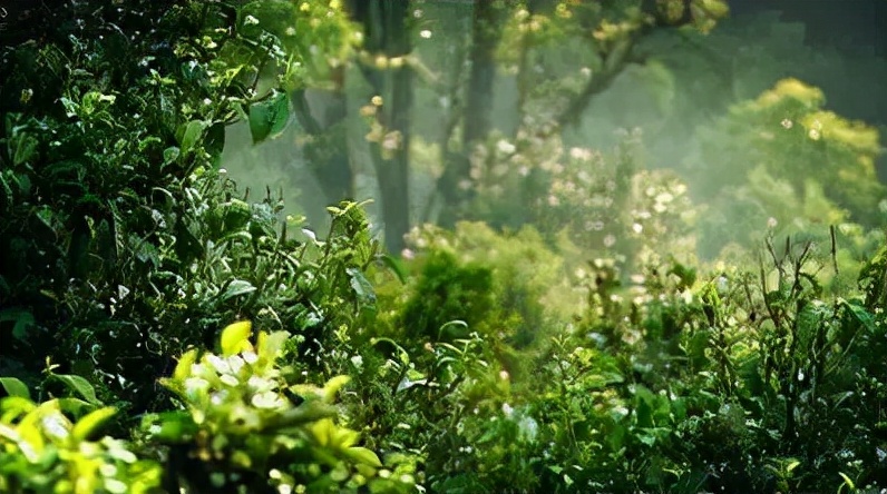 普洱茶记录,云南普洱茶的六大茶山