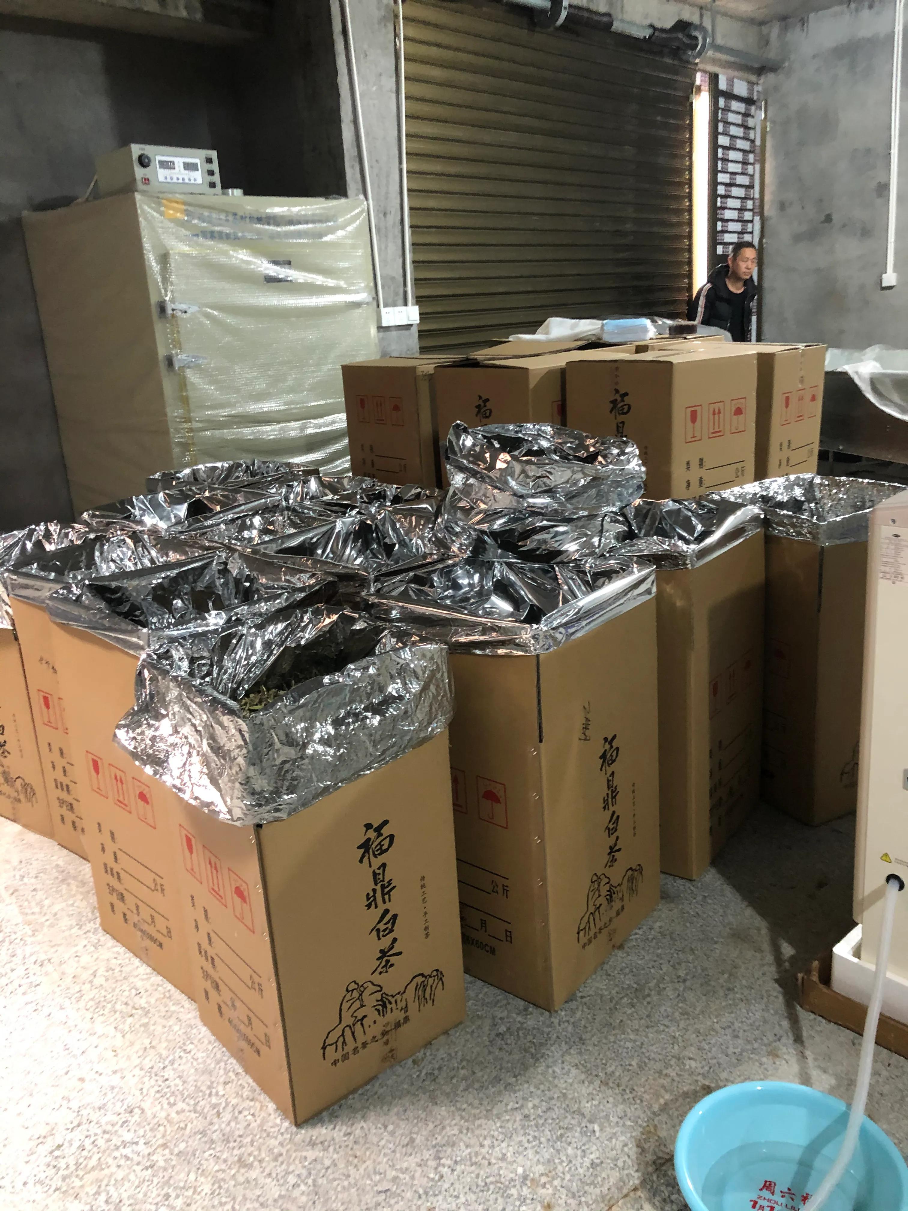 白牡丹福鼎白茶杀青吗,福鼎白茶制作时杀青吗