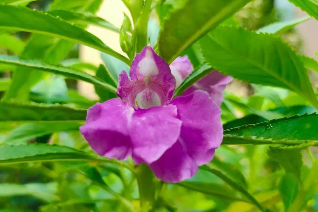 相亲见面两次可以发展到什么地步,同一个相亲对象介绍两次