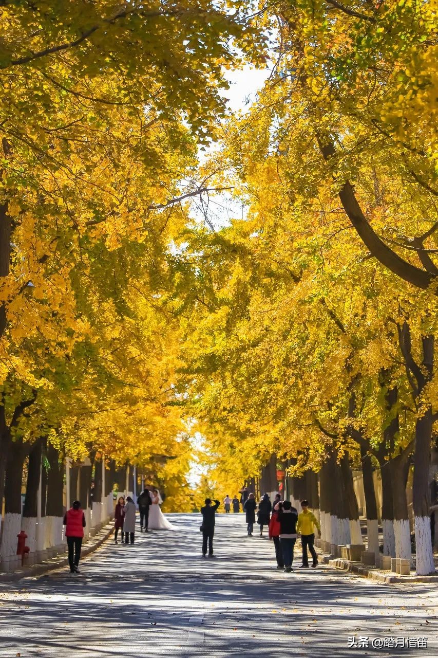 青岛被誉为北方明珠,青岛被称为东方瑞士的原因