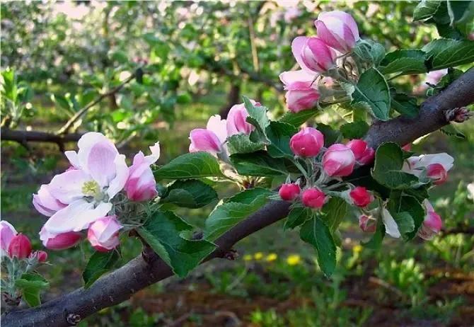 在春暖花开季节遇见浪漫,浪漫总是发生在春暖花开时配音