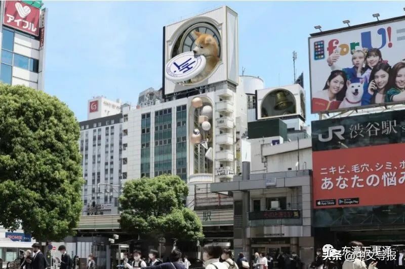 涩谷街头秋田犬,霓虹涩谷街头出现巨大秋田犬