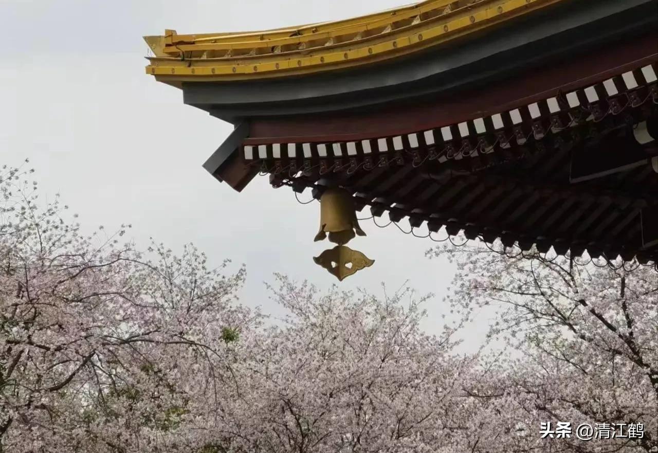 樱桃好吃树难栽完整故事,樱桃好吃树难栽家常版完整版