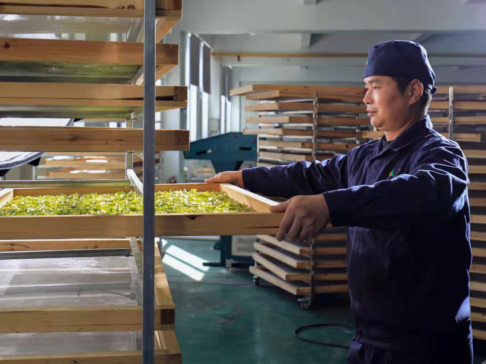 茗皇有机茶,龙游茗皇黄茶