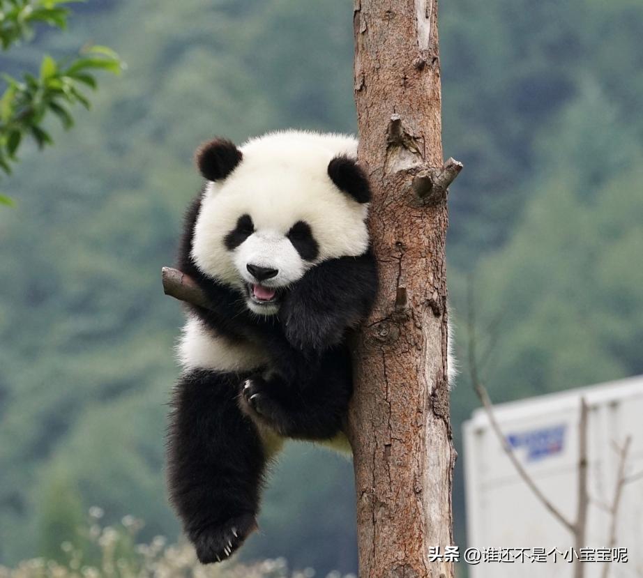 大熊猫皓月和花花,大熊猫花花有几个绯闻男友