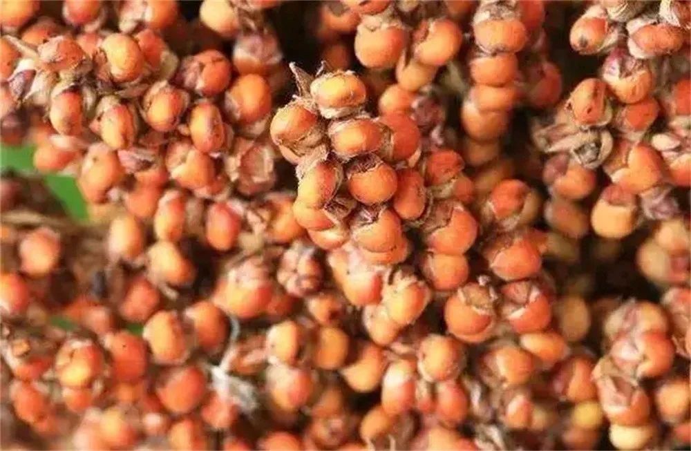 今日酒价:茅乡酱香酒多少钱一瓶?