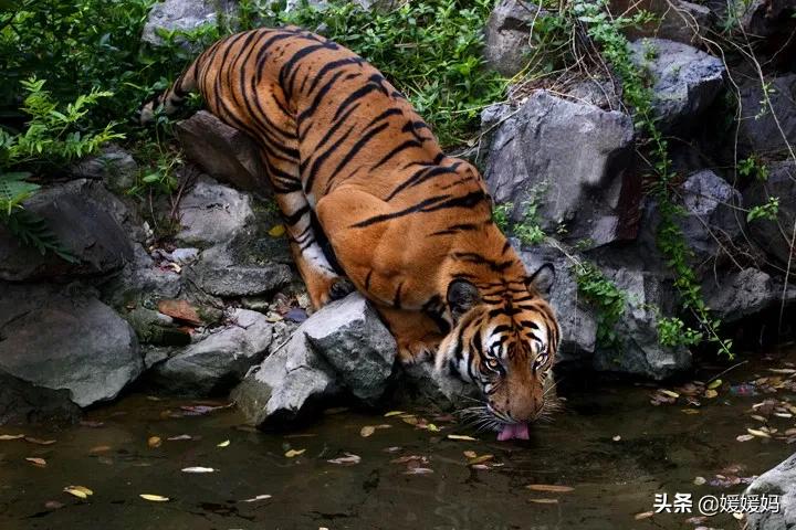 飞花令带人的诗句100首,飞花令虎的诗词100句