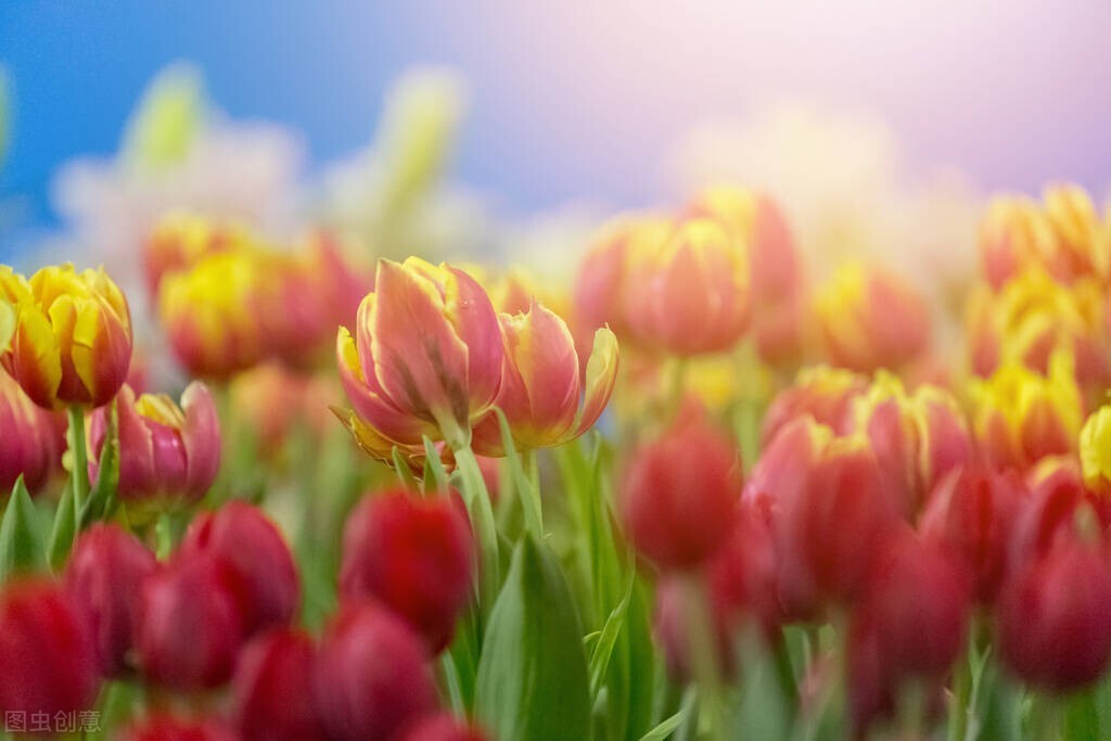 如果你朋友喜欢的人喜欢你怎么办,和朋友喜欢上同一个人该怎么办