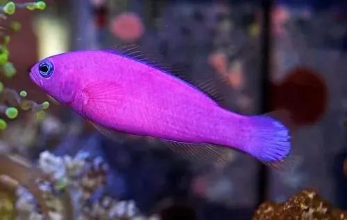 各种漂亮鱼的名称及图片,漂亮可爱的海水观赏鱼