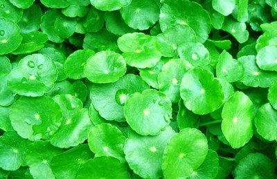 四种野菜是杂草,400种野草图片大全