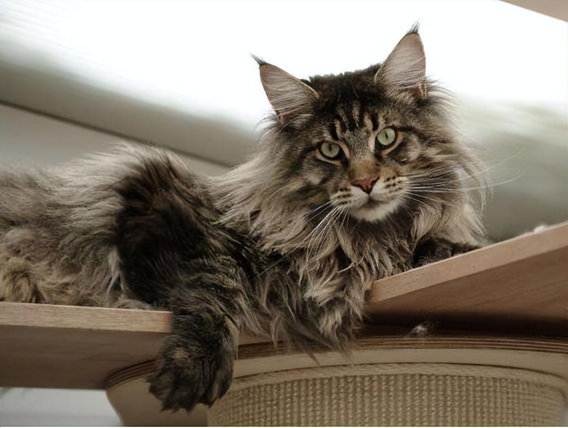 养了就想扔掉的五种猫请谨慎饲养,千万别养这种猫会毁掉你的生活