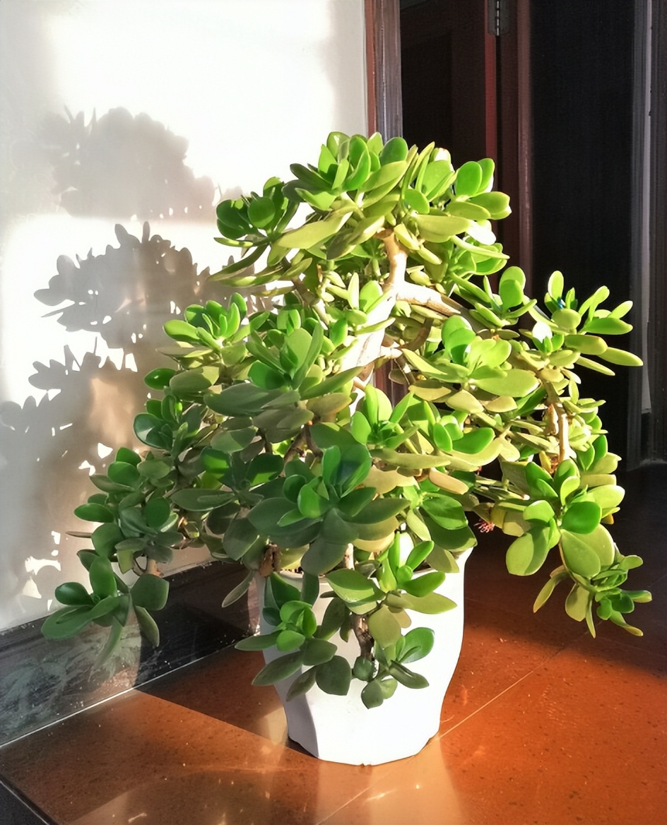 100种耐寒耐旱花卉,哪种花最耐旱不用浇水