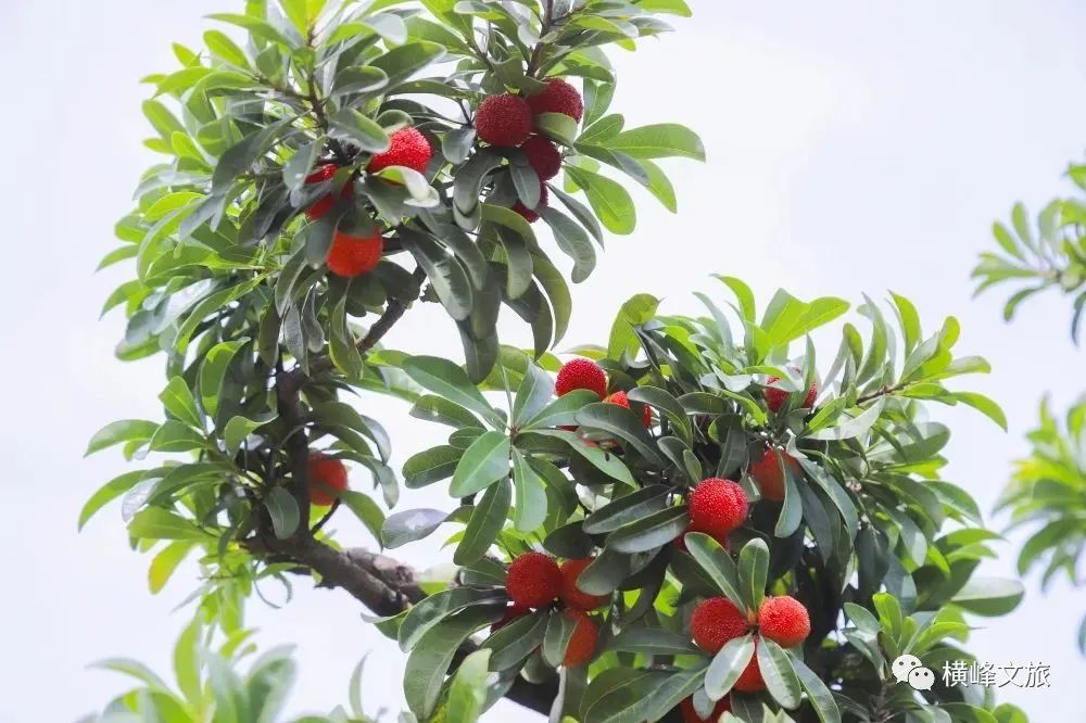 涓婇ザ鏂囨梾绔崍,涓婇ザ鏂囨梾鍛ㄦ姤