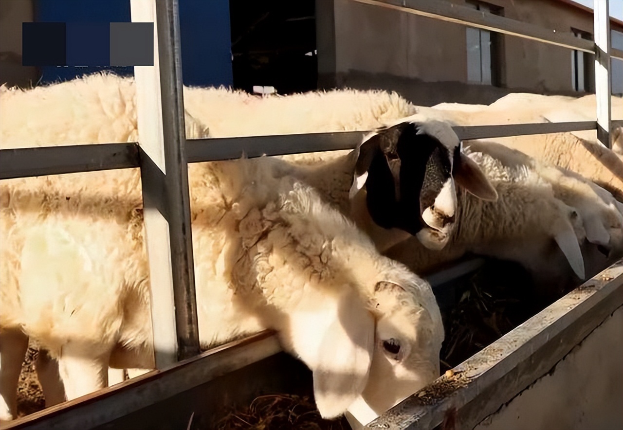 甘肃女子变卖家产花千万开发沙漠,女子砸千万家产完整版