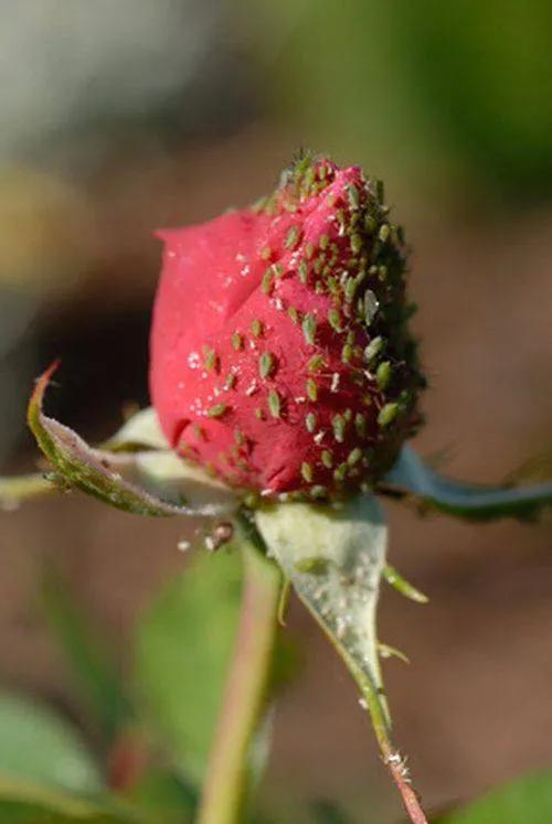 实用的除蚜虫方法大全图解,蚜虫怎么彻底消灭干净小妙招