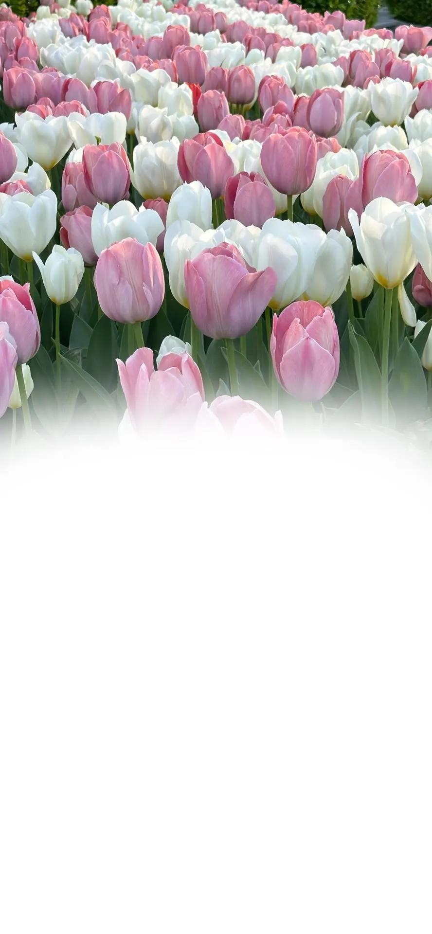 超好看的聊天背景图带文字,老公专用聊天背景图