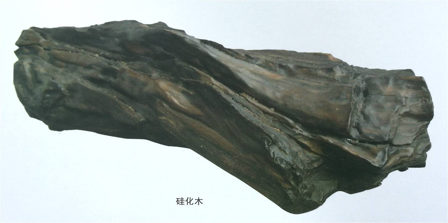 硅化木的原始树木,硅化木和树化石