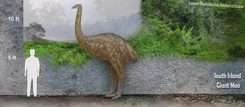 汤加海啸影响新西兰吗,汤加火山喷发致海啸完整