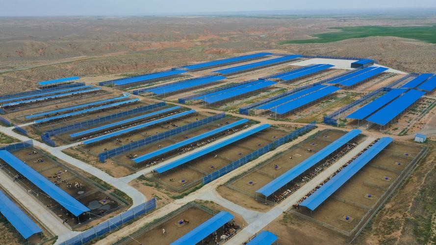 肉牛养殖技术西门塔尔牛养殖视频,生牛养殖和肉牛养殖的区别