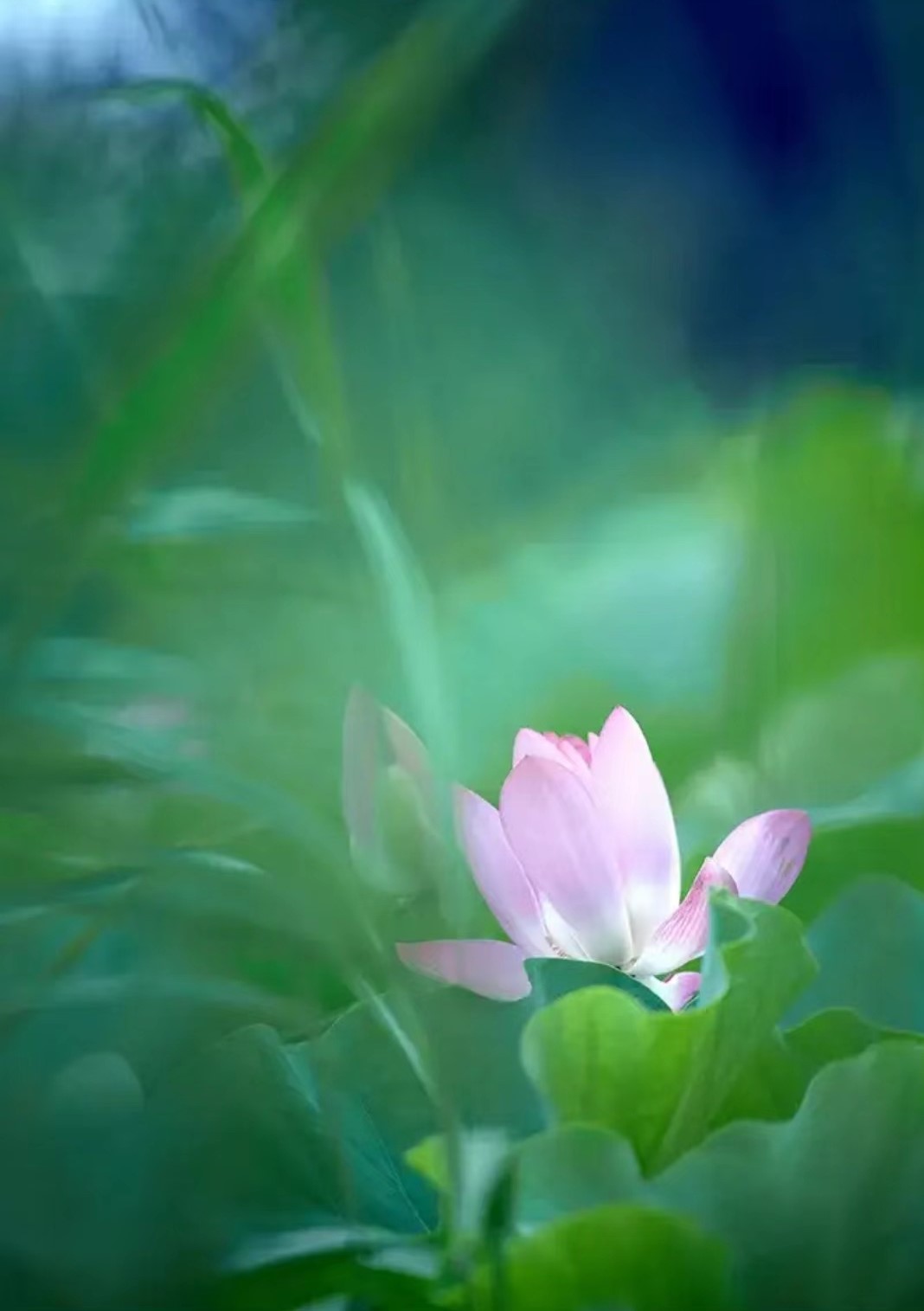 鹧鸪天词400首,鹧鸪天进阶