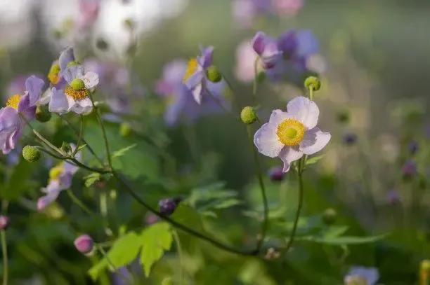 真正的成熟是敢于承认自己的无知,要承认别人的优秀正视自己的缺点