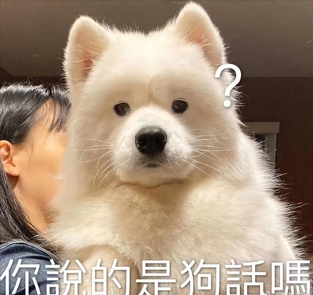 什么狗聪明听话又好养有安全感,狗有哪些特征就是一条好狗